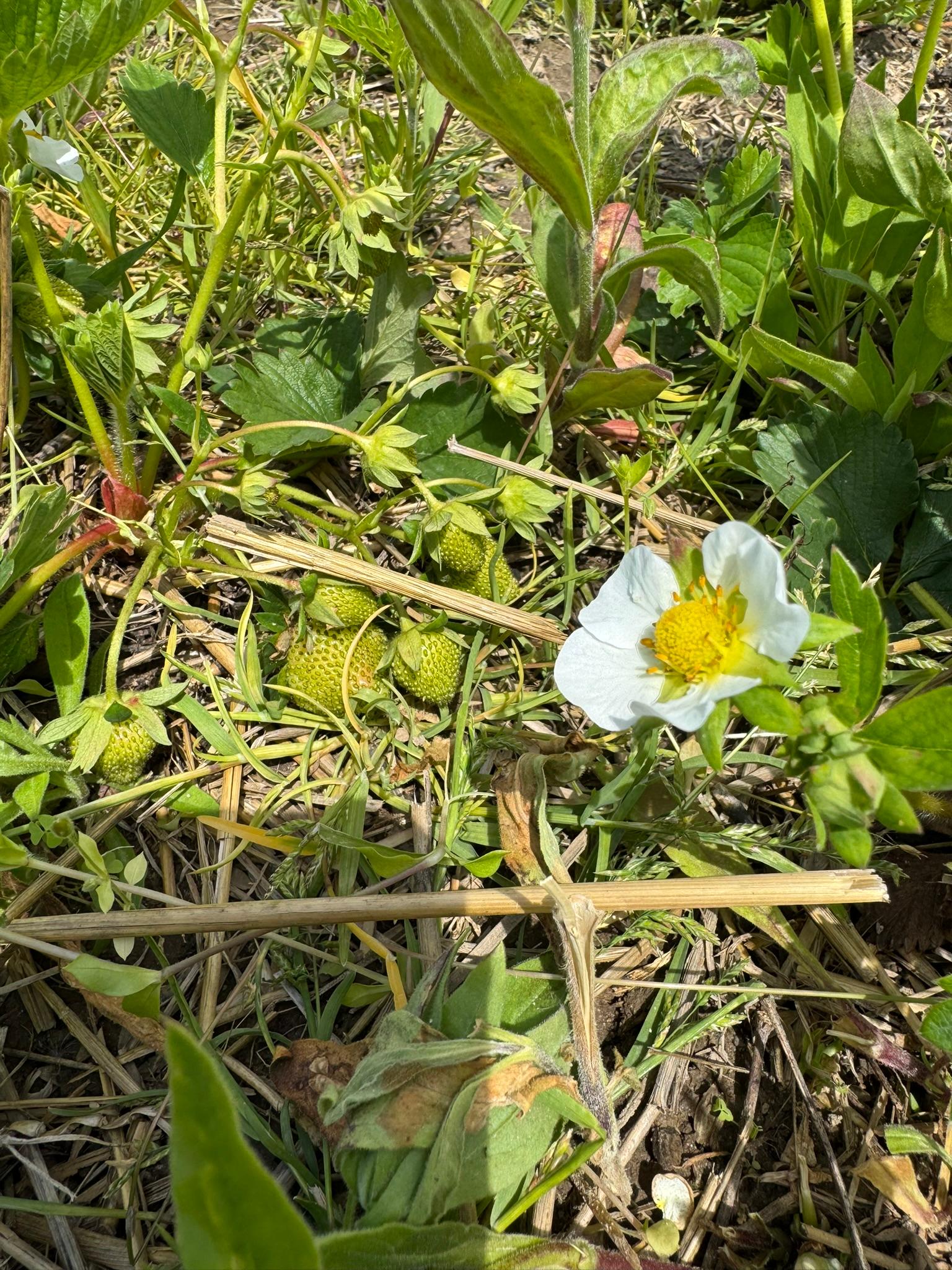 Strawberry Spicers May 27.JPEG